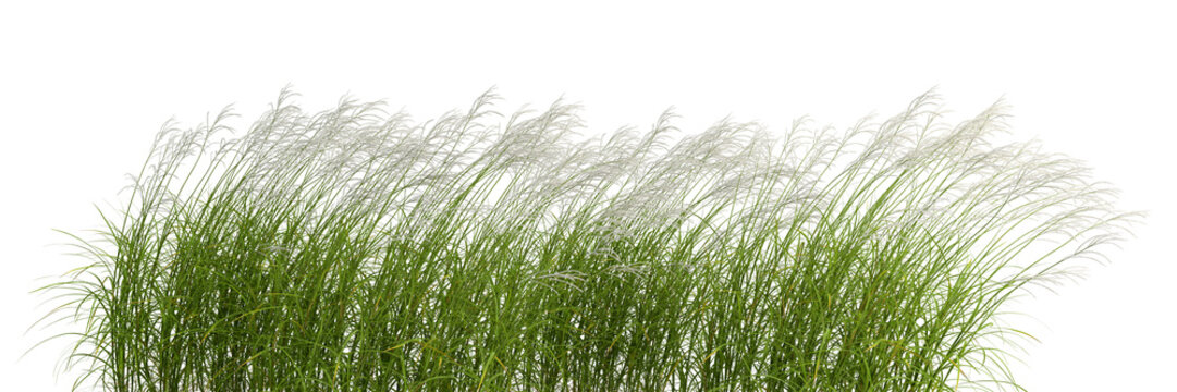 Nature grass meadow flow cut out backgrounds 3d rendering png file