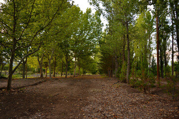 Fototapeta premium path in the park