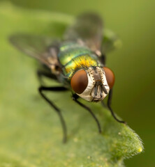 fly on green leaf