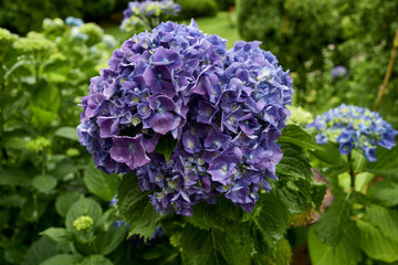 Detail of a purple garden flower