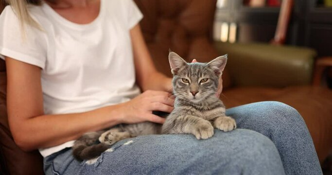 Woman sitting on sofa and stroking gray kitten with her hand 4k movie slow motion