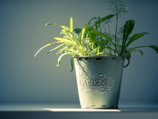Grüne Zimmerpflanze in einem Umtopf mit der Aufschrift "Garden" auf der Fensterbank. Sonnenstrahlen treffen vereinzelt auf die Pflanze und lassen das Grün schön leuchten.