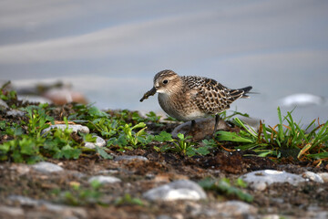 Cute little Baird's Sandpiper shorebird probes the beach for food along the shore of Lake Ontario