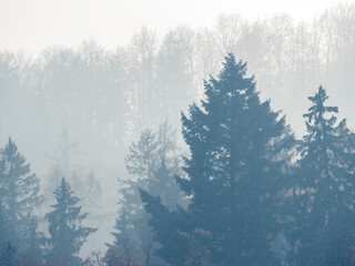 Nebelverhangene Bäume im Waldgebiet