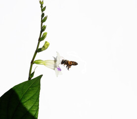 Honey bee seeking nectar on white Chinese violet or coromandel or creeping foxglove ( Asystasia gangetica ) blossom in field isolated on white background, Pollen dust on the insect's head