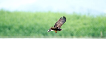 Snail kite (Rostrhamus sociabilis) in flight at La Segua wetlands outside of Chone, Ecuador