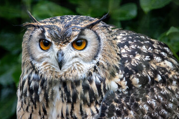 The great horned owl  (Bubo virginianus), the tiger owl or the hoot owl closeup. Portrait with green foliage background. 