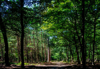 Forest scenery of the Veluwe, Netherlands
