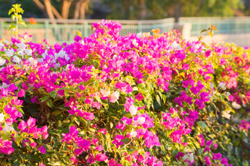 Obraz premium photo background of bright pink flowers, a bush on the street in the urban landscape, Dubai, UAE