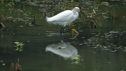 Snowy egret (Egretta thula) in La Segua wetlands outside of Chone, Ecuador