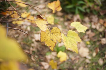 葡萄の葉　枯葉　冬　紅葉　黄色　クリスマス