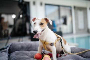 Dog breed Jack Russell Terrier sits on a bed with toys.