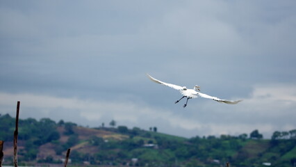 Fototapeta na wymiar Great egret (Ardea alba) in flight above a lake at La Segua wetlands outside of Chone, Ecuador