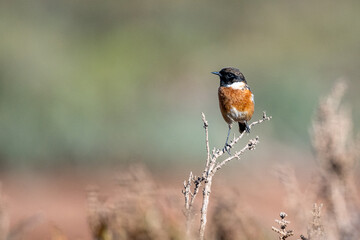 European stonechat, Saxicola rubicola, Morocco.