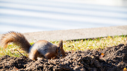 squirrel looking for food on the grass
