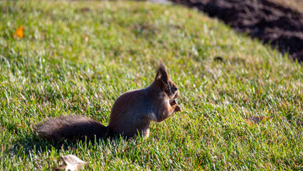 squirrel looking for food on the grass
