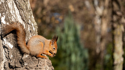 squirrel with a nut sits on a tree