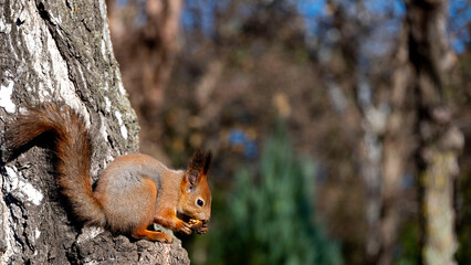 squirrel with a nut sits on a tree