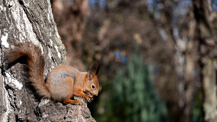 squirrel with a nut sits on a tree