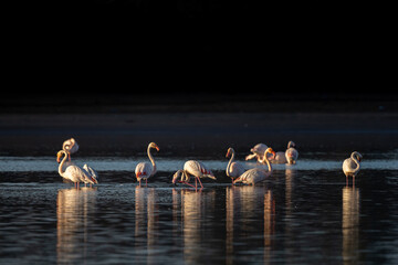 A flock of colorful birds in the water. Greater Flamingo, Phoenicopterus roseus, Souss-Massa...
