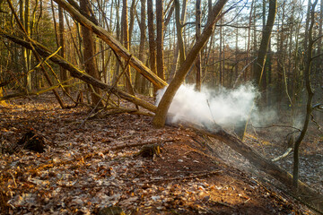 Little Cloud in the forest 