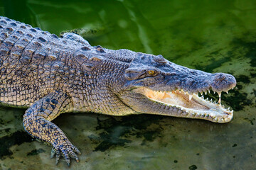 Close-up portrait of crocodile  is opening its mouth at the crocodile farm in Thailand Zoo