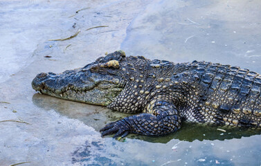 Close-up portrait of crocodile  is opening its mouth at the crocodile farm in Thailand Zoo