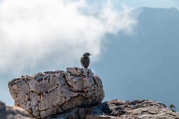 a bird perched on a rock on the top of the southern Grigna
