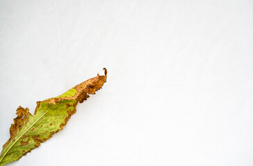 A green Leaf little Dried Isolated on a White Background, Autumn Leaf, Dry Leaf, Grunge Leaf