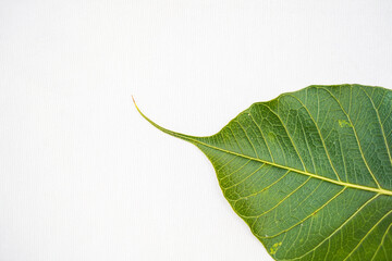 Peepal leaf or Bodhi leaf or sacred fig leaf isolated on white background, Green Peepal leaf on...