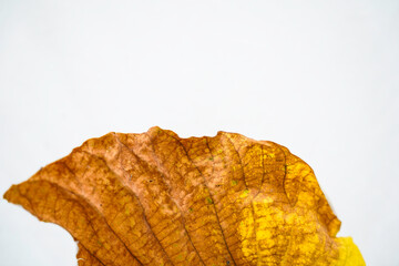 Golden teak leaf (Tectona grandis) .Leaves of golden teak fall from the deciduous to dry on the...
