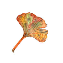 Naklejka premium Botanical illustration of ginkgo biloba. Watercolor ginkgo leaf. Colorful botany. Autumn decor element. Botanist clipart.