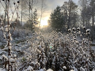 Frosty grass. Winter