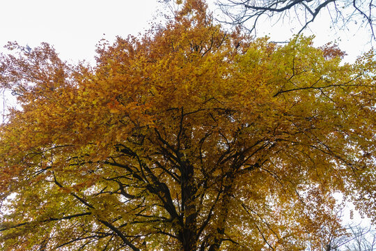 Herbstlicher Baum mit farbenfrohen Blättern im Englischen Garten in Freiburg Hugstetten. Goldener Herbst.