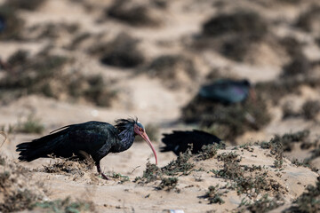 Obraz premium Northern Bald Ibis, Geronticus eremita, Souss-Massa National Park, Morocco.