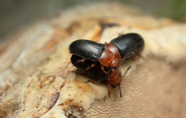 Pleasing fungus beetles, Triplax russica mating on fungi, macro photo