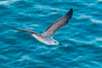 European Herring Gull, Larus argentatus in flight