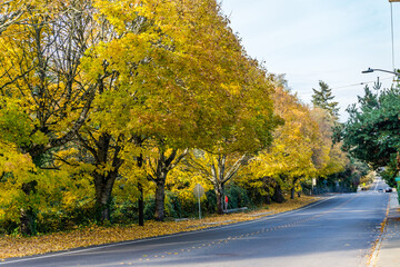 Obraz premium Seatac Yellow Autumn Trees 4