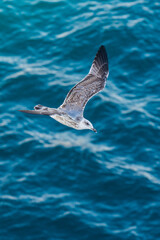 European Herring Gull, Larus argentatus in flight