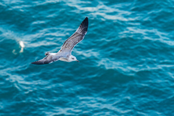 European Herring Gull, Larus argentatus in flight