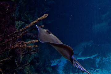 a sting ray near corals