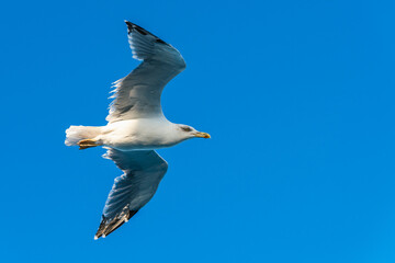 European Herring Gull, Larus argentatus in flight