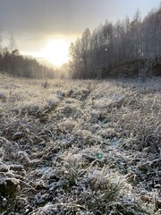 Frosty grass. Winter