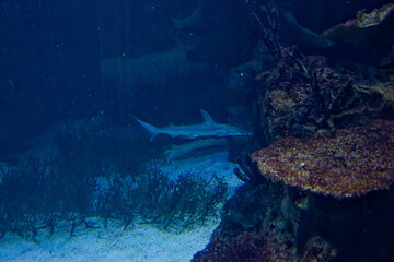 a shark behind corals