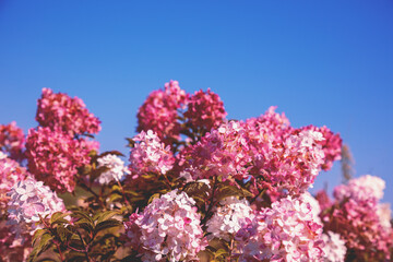 Pink Hydrangea bush in a garden against the blue sky