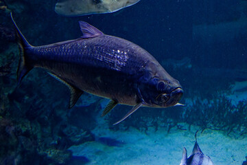 a big  fish in the ocean