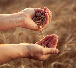 man pours wheat from hand to hand on the background of wheat field
