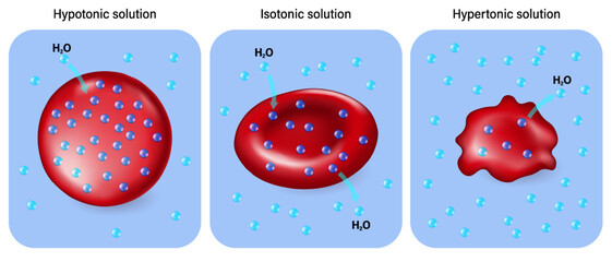 Hypotonic, Isotonic and  Hypertonic solutions vector. Tonicity and osmosis.