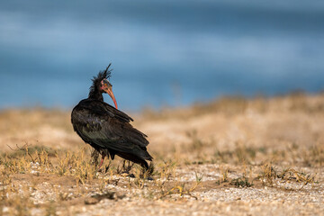 Northern Bald Ibis, Geronticus eremita, Souss-Massa National Park, Morocco.