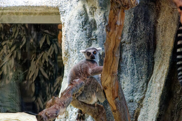 a kattas monkey on a tree